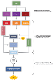 Monosaccharides are transferred to cells for aerobic and anaerobic respiration via glycolysis, citric. Energy Metabolism