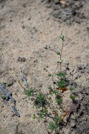 Image result for Spergula