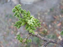 Image result for Vangueria esculenta