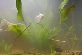 Solved with using natures power. How To Clear Cloudy Water In Fish Tanks All Pet News