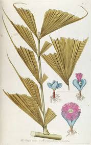 Image result for Caryota urens