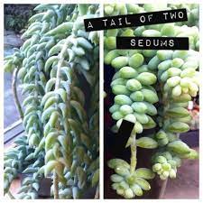 Can You Tell The Difference Between The Two Plants Planting Succulents Cacti And Succulents Succulents Garden
