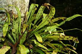 Image result for Loxogramme