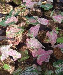 Harga tanaman hias aster pikok purple. Tanaman Hias Toko Tanaman Online Harga Murah