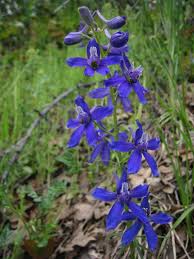 Check spelling or type a new query. Nuttall S Larkspur