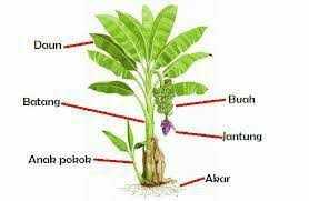 Ramai ingat tanam pokok pisang perlu tanah yang luas tapi hakikatnya dalam pasu pun boleh tanam. Cara Tanam Pokok Pisang Berangan Berkebun Sebagai Hobi Facebook
