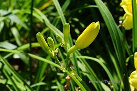 When pods open up revealing the black seeds inside, you can easily can you plant canna lily seeds directly in the garden? Daylily Seed Or Bud Garden The Earth