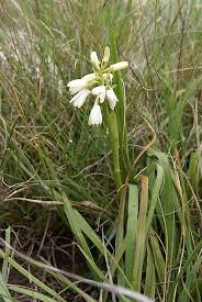 Image result for Eulophia ensata