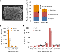 It tells of growing a circle of sugar cane as a kind of. Hemocyanin Facilitates Lignocellulose Digestion By Wood Boring Marine Crustaceans Nature Communications