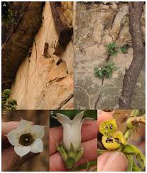 Image result for Rutidea