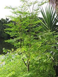 How To Grow A Moringa Tree Moringa Tree Moringa Seeds Moringa