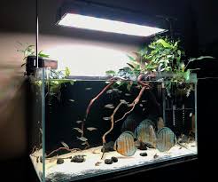 Pin By Christian Germany On Amazonas Fish Aquarium Decorations Discus Aquarium Aquarium Fish Tank