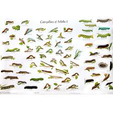 Chart Caterpillars Of British Moths 1 And 2 Gordon Riley