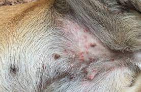 What S Causing Your Dog S Belly Rash Animal Wellness Magazine