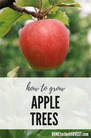 How Long Does It Take For An Apple Tree To Grow Growing Apple Trees Growing Vegetables Organic Vegetable Garden