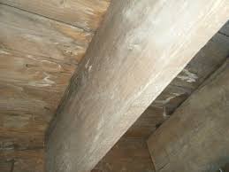 The Next Stop On Our Crawlspace Mold Tour Is The Wooden Subfloor Joists These Joists Are Often The First Place That You See Molding Basement Remodeling Wood