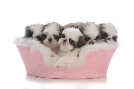 To appease the public, who keeps hearing the terms of teacup and so on, some shih tzu breeders will have a breeding program in which they will breed dogs to produce puppies that fall on the lower end of the. Teacup Shih Tzu The Cute Dog Facts Shihtzuandyou Com