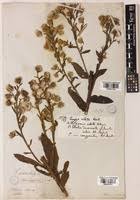 Image result for Laggera