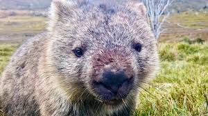 A team of researchers has finally uncovered exactly how this quiet. Why Is Wombat Poo Shaped Like A Cube Scientists Finally Have An Answer Yes Someone Paid To Do This