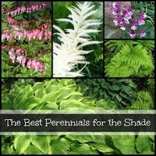Ferns evoke a sense of rich mystery in the landscape, like that of a lush woodland. 7 Best Perennials To Plant In A Shade Garden Dengarden