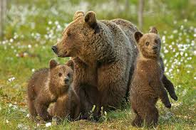 Locuri de vizitat unice, cu o inestimabila incarcatura culturala. Sehenswurdigkeiten Sibiu Transsilvanien Siebenburgen Rumanien