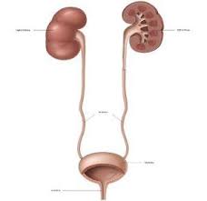 Kidney Stones Treatment Melbourne North Eastern Urology