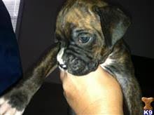 Breeders of merit are denoted by level in ascending order of: Boxer Puppies For Sale In Oregon