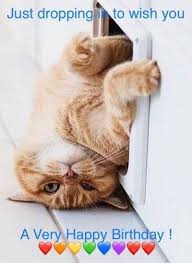 101 Funny Cat Birthday Memes For The Feline Lovers In Your Life Cat Birthday Memes Happy Birthday Animals Cat Birthday Wishes