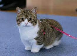 Check spelling or type a new query. The Beta S Human Five Munchkin Cat Breeders Munchkin Cat Munchkin Kitten