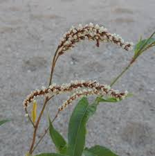 Image result for Persicaria lapathifolia