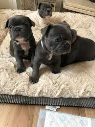 French bulldog puppies are really cute, so today we'll discuss a lot more about these pups, their growth stages, nutritional needs, and training! French Bulldog For Sale In San Antonio 66 Petzlover
