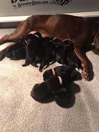 We are located in northern colorado, serving colorado, wyoming, utah and new mexico. Labrador Retrievers Colorado Home Facebook