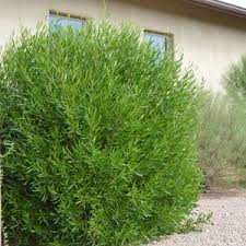 Dodonaea Green Along North Wire Fence To Screen School Screen Plants Fast Growing Trees Growing Shrubs