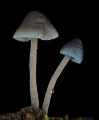 Image result for Indigofera subulifera