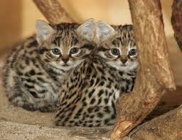 Endangered Black Footed Cats Go On Display At John Ball Zoo Gatos Bonitos Gatos Raros Animales Bebe Bonitos