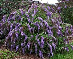 400+ Buddleia ideas in 2020 | butterfly bush, plants, shrubs
