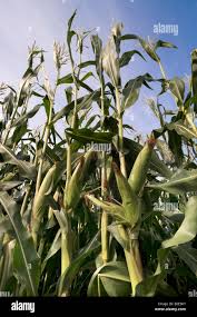 Image result for Zea mays