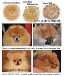 Pomeranian Head Type Pomeranian Dog Pomeranian Puppy Puppies