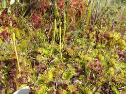 Image result for Lycopodiella caroliniana