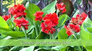 It is organic and easy to use if you follow the directions on the bottle. How To Plant Canna Bulbs Youtube