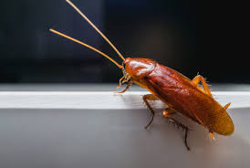 Indoor & outdoor ultrasonic pest repellent. The Best Indoor Outdoor Pest Deterrent April 2021