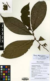 Image result for Magnistipula