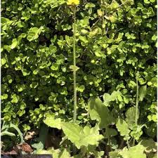 Image result for Lactuca lasiorhiza