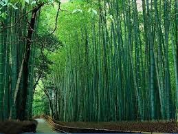Image result for âBamboo Plants