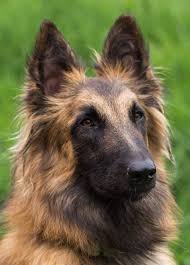Belgian Dog Breeds The Amazing Pups That Come From Belgium Belgian Dog Dog Breeds Beautiful Dog Breeds