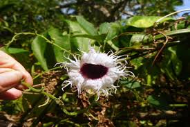 Image result for Telfairia occidentalis