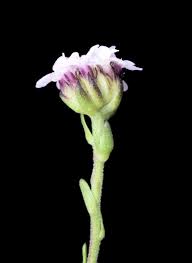 Image result for Selago lacunosa