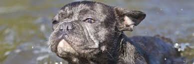 The nose is black, but may be lighter in lighter colored dogs. Can French Bulldogs Swim Tips To Help Them Little French Dog