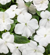 Image result for Impatiens kivuensis