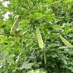 Image result for Millettia thonningii